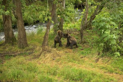 Brown Bear Brown Bear
