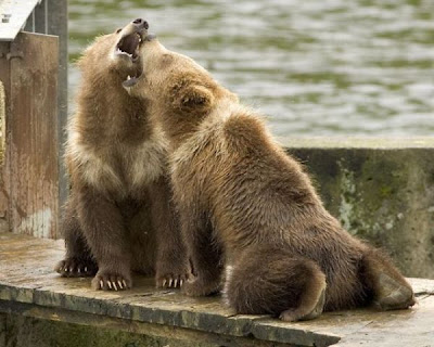Brown Bear Brown Bear