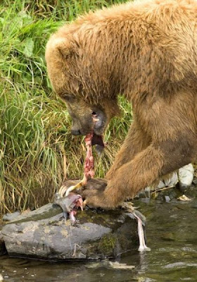Brown Bear Brown Bear