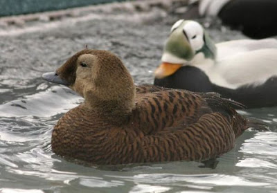 Eider-de-lunetas Eider-de-lunetas