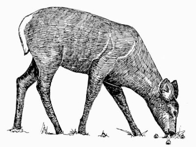 Odocoileus virginianus,
cerf de Virginie,
Venado cola blanca,
white-tailed deer
