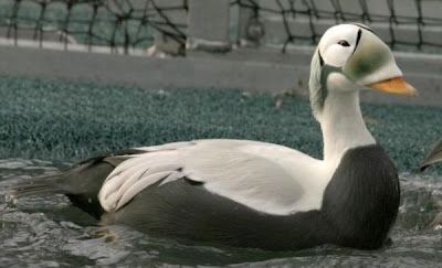 Eider-de-lunetas Eider-de-lunetas