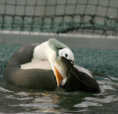 Eider-de-lunetas Eider-de-lunetas
