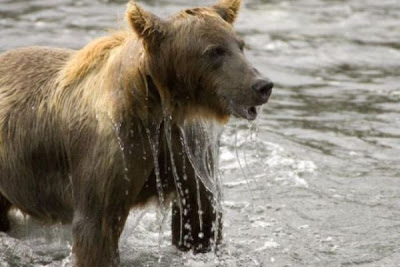 Brown Bear Brown Bear
