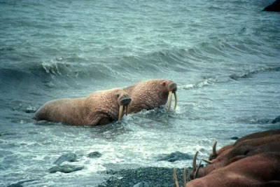 Odobenus rosmarus,
morse,
Walrus