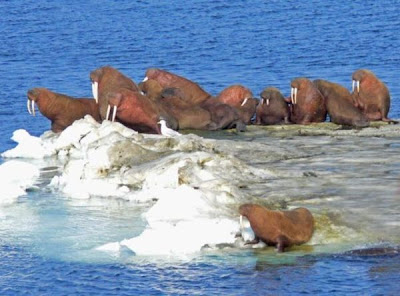 Walrus