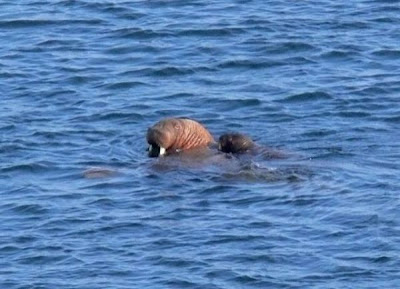 Odobenus rosmarus,
morse,
Walrus