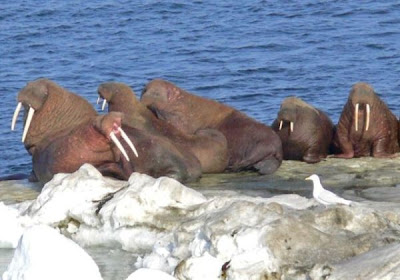 Odobenus rosmarus,
morse,
Walrus