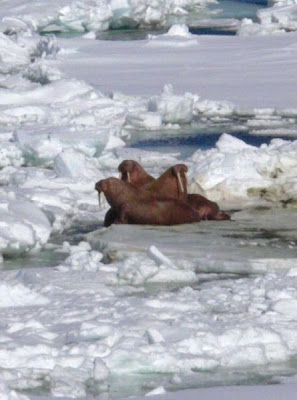 Odobenus rosmarus,
morse,
Walrus