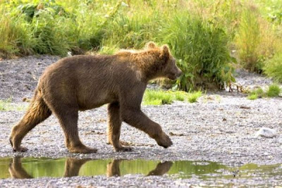 Brown Bear Brown Bear