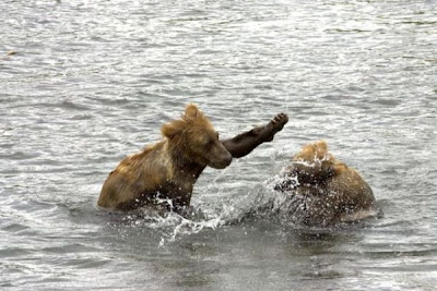 Brown Bear Brown Bear