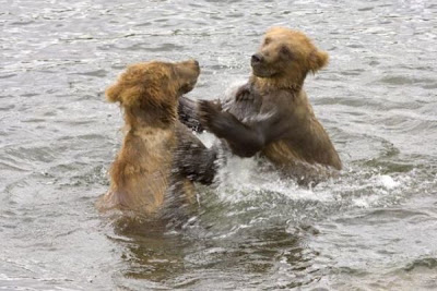 Brown Bear Brown Bear