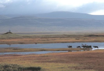 Rangifer tarandus,
caribou,
reindeer