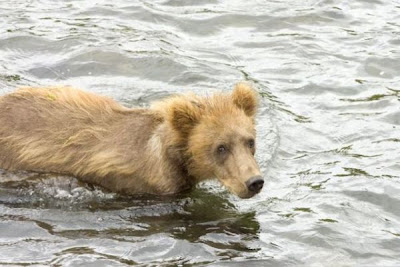 Brown Bear Brown Bear