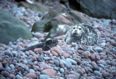 Foca común Foca común