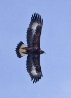 Golden Eagle