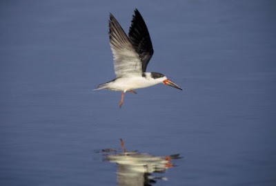 Rynchops niger,
bec-en-ciseaux noir,
Black Skimmer,
Rayador americano