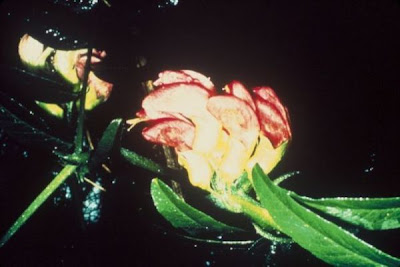 Hawai'i vetch