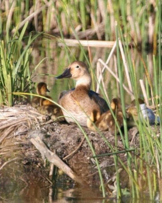 Canvasback Canvasback