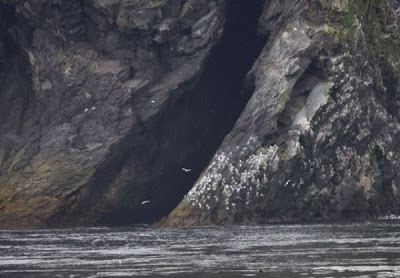 Black-legged Kittiwake Black-legged Kittiwake