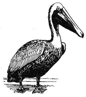 Brown Pelican Brown Pelican