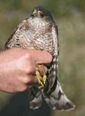 Accipiter striatus,
epervier brun,
Gavil&aacute;n pecho rufo,
Sharp-shinned Hawk