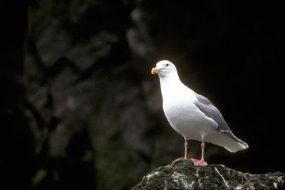 Gabbiano glauco del Pacifico