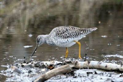 Lesser Yellowlegs Lesser Yellowlegs