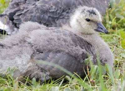 Branta hutchinsii minima Branta hutchinsii minima