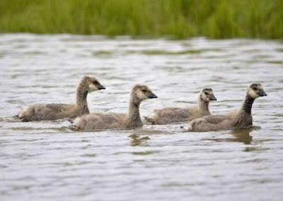 Branta hutchinsii minima Branta hutchinsii minima