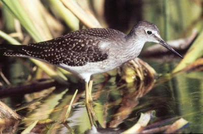 Lesser Yellowlegs Lesser Yellowlegs