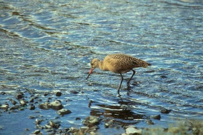 Marbled Godwit Marbled Godwit