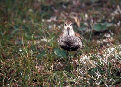 Calidris ptilocnemis,
Rock Sandpiper Calidris ptilocnemis,
Rock Sandpiper