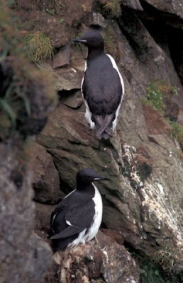 Guillemot de Br�nnich