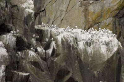 Black-legged Kittiwake Black-legged Kittiwake
