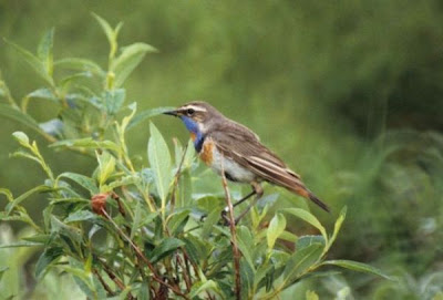 Blaukehlchen Blaukehlchen