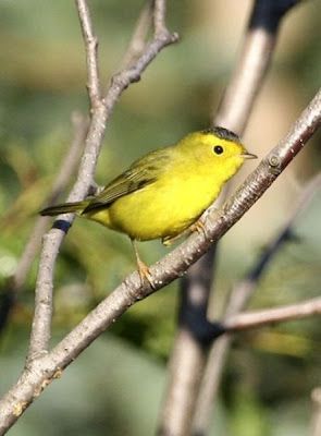 Wilsonia pusilla,
Chipe corona negra,
Chipe de Coronilla Negra,
M&ouml;nchswalds&auml;nger,
Parula di Wilson,
paruline &agrave; calotte noire,
paruline &Oacute; calotte noire,
Wilson's Warbler