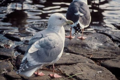 Gabbiano glauco del Pacifico