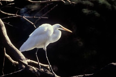 Garza blanca