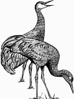 Grus canadensis,
Grou do Canad&aacute;,
Gru canadese,
grue du Canada,
Grulla Canadiense,
Grulla gris,
Kanadakranich,
Sandhill Crane