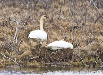 Cisne trompetero Cisne trompetero