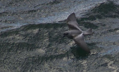 Oceanodroma furcata,
Fork-tailed Storm Petrel,
Fork-tailed Storm-Petrel,
Oc&eacute;anite &agrave; queue fourchue,
Oc&Uacute;anite &Oacute; queue fourchue