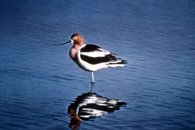 Avocette d'Am�rique