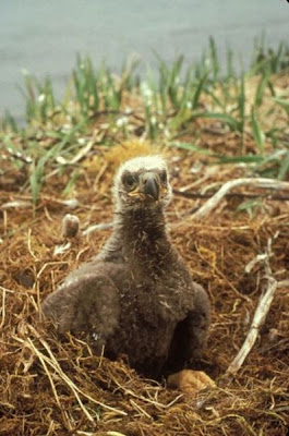 Bald Eagle Bald Eagle
