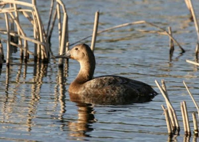 Canvasback Canvasback