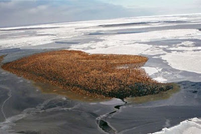 Eider-de-lunetas Eider-de-lunetas