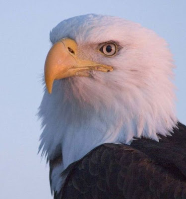 Bald Eagle Bald Eagle