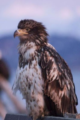 Bald Eagle Bald Eagle