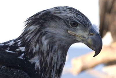 Bald Eagle Bald Eagle