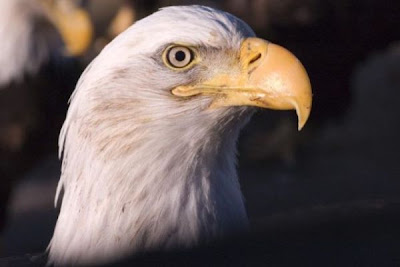 Bald Eagle Bald Eagle